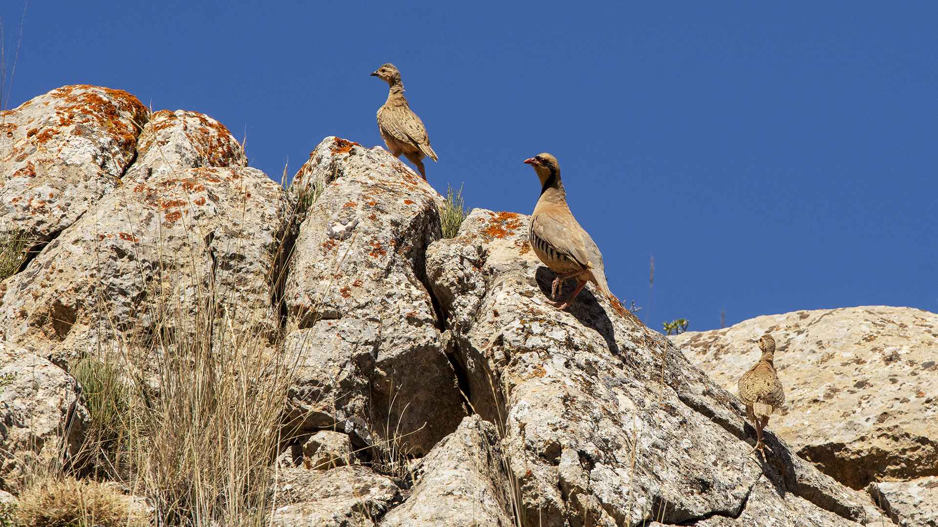 Chukar